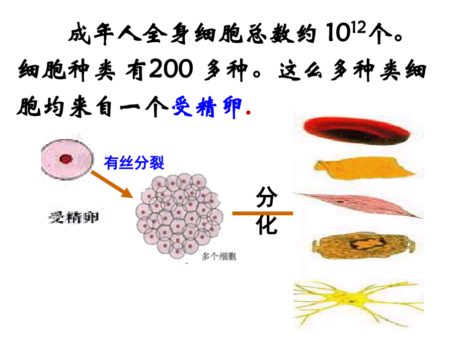 《细胞的分化》.ppt_第2页