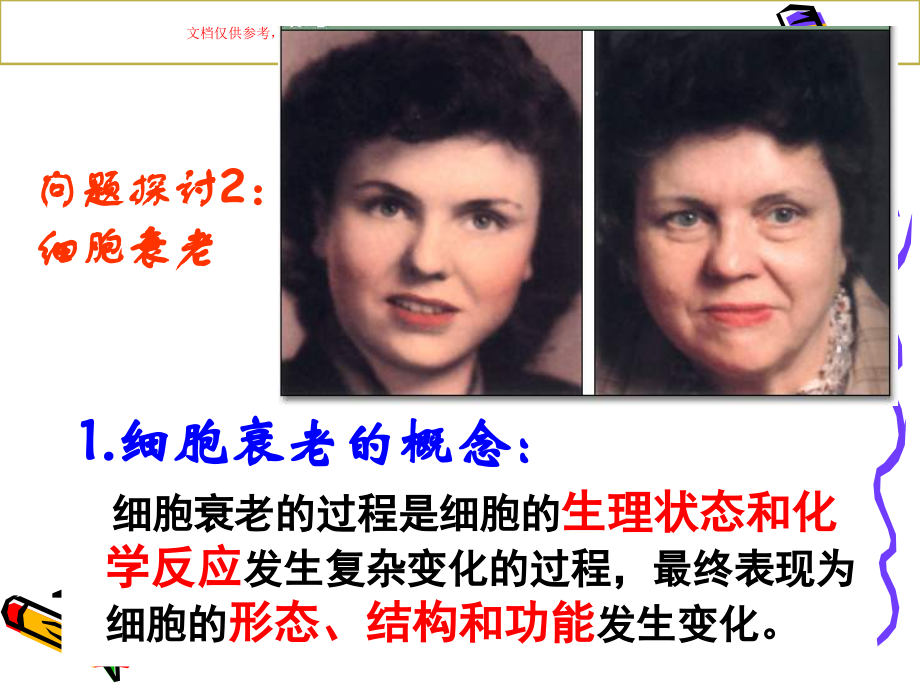 细胞的衰老和凋亡基础知识课件.ppt_第2页