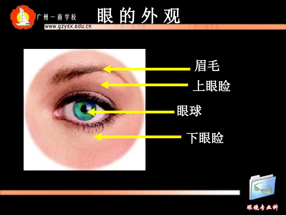 医学课件角膜解剖结构.ppt_第2页
