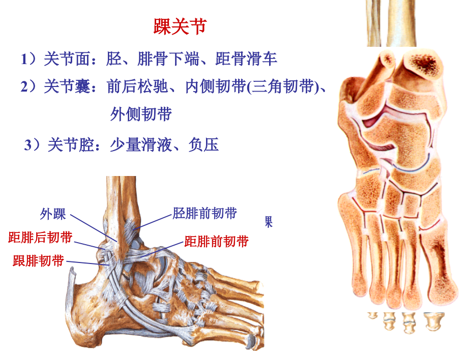 医学课件足关节专题宣讲.ppt_第2页