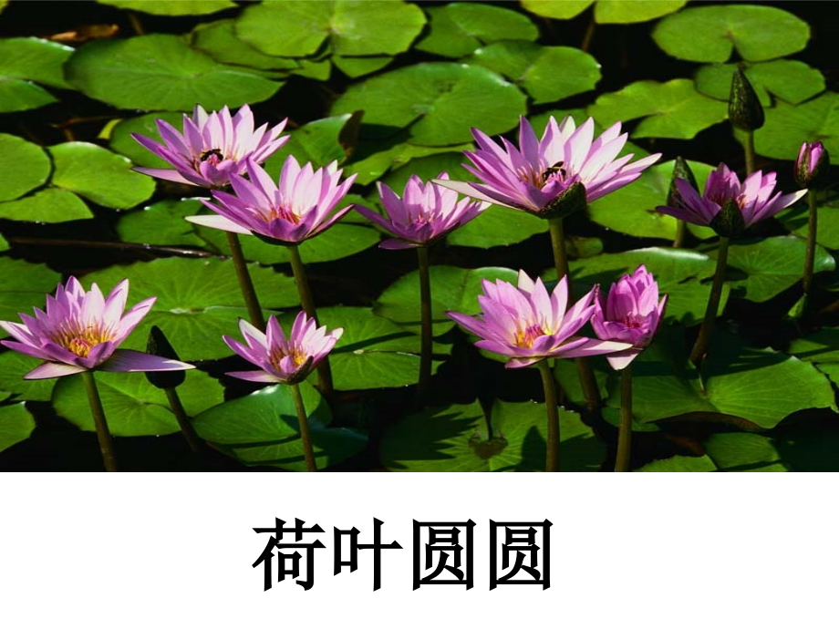 《荷叶圆圆》课件1.ppt_第1页