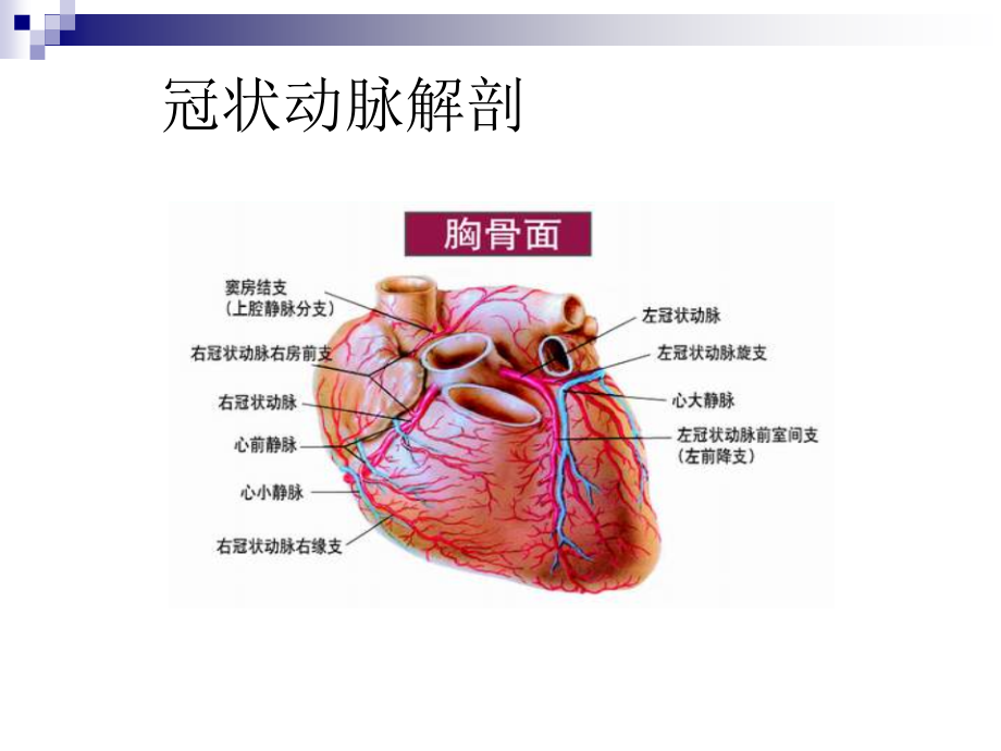 医学冠状动脉生理和特点.ppt_第2页