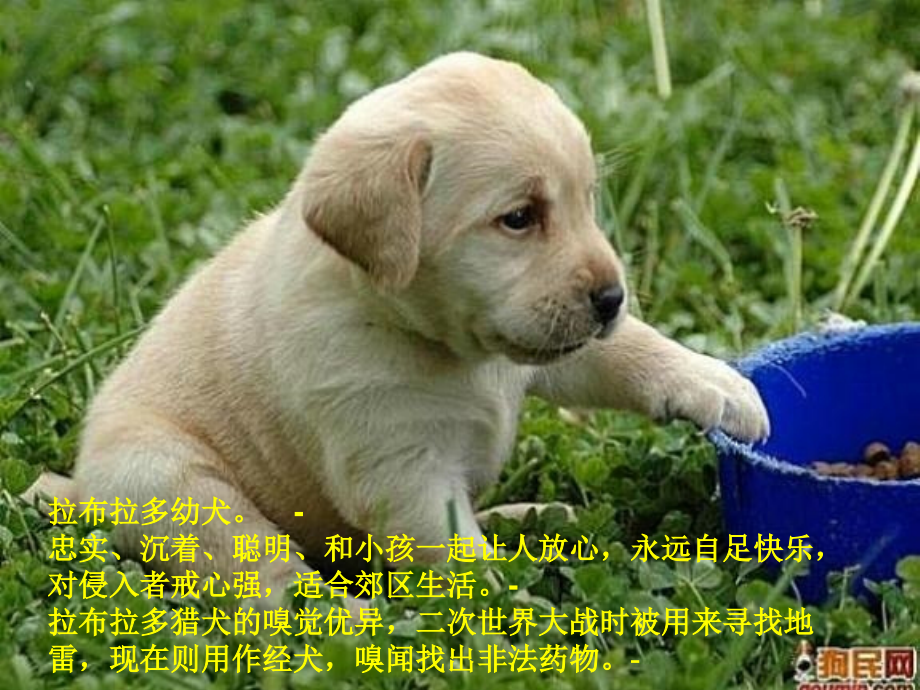宠物狗种类和资料教育课件.ppt_第2页