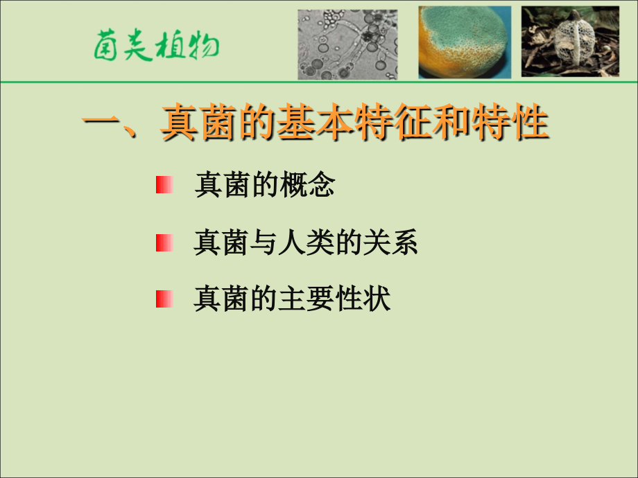 真菌一(基本特征).ppt_第2页