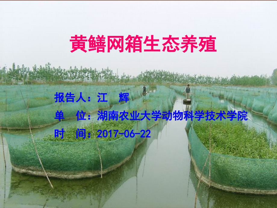 黄鳝池塘(网箱)生态养殖.ppt_第1页