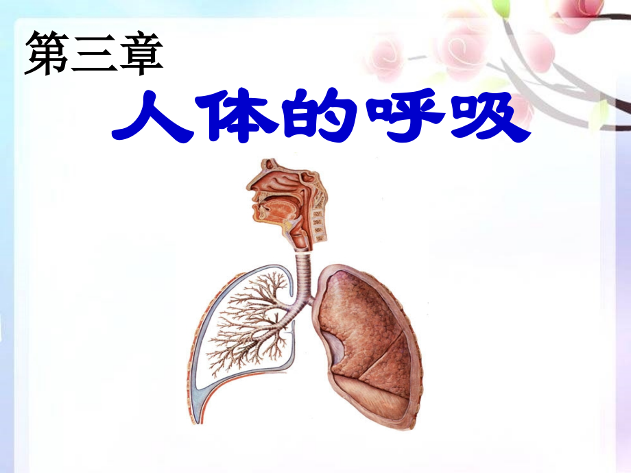 第一节-呼吸道对空气的处理(用).ppt_第1页