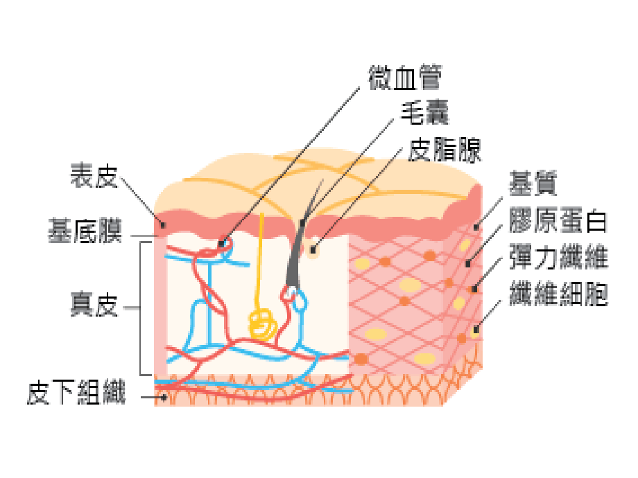 医学皮肤的组织结构.ppt_第2页