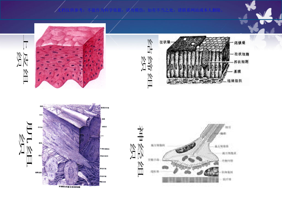 保健按摩师培训解剖基础课件.ppt_第2页