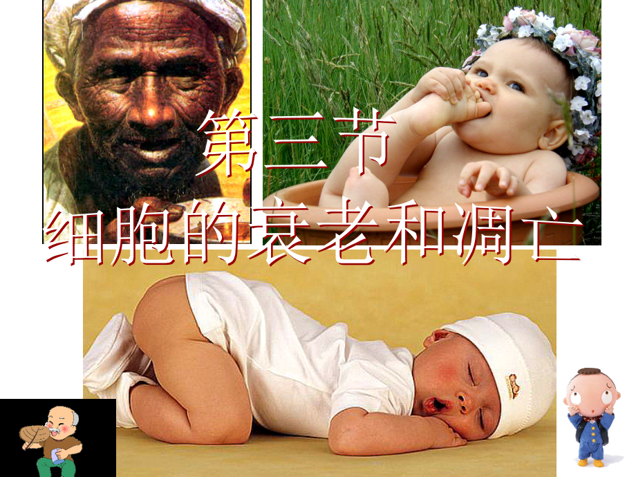 细胞的衰老和凋亡-公开课.ppt_第1页