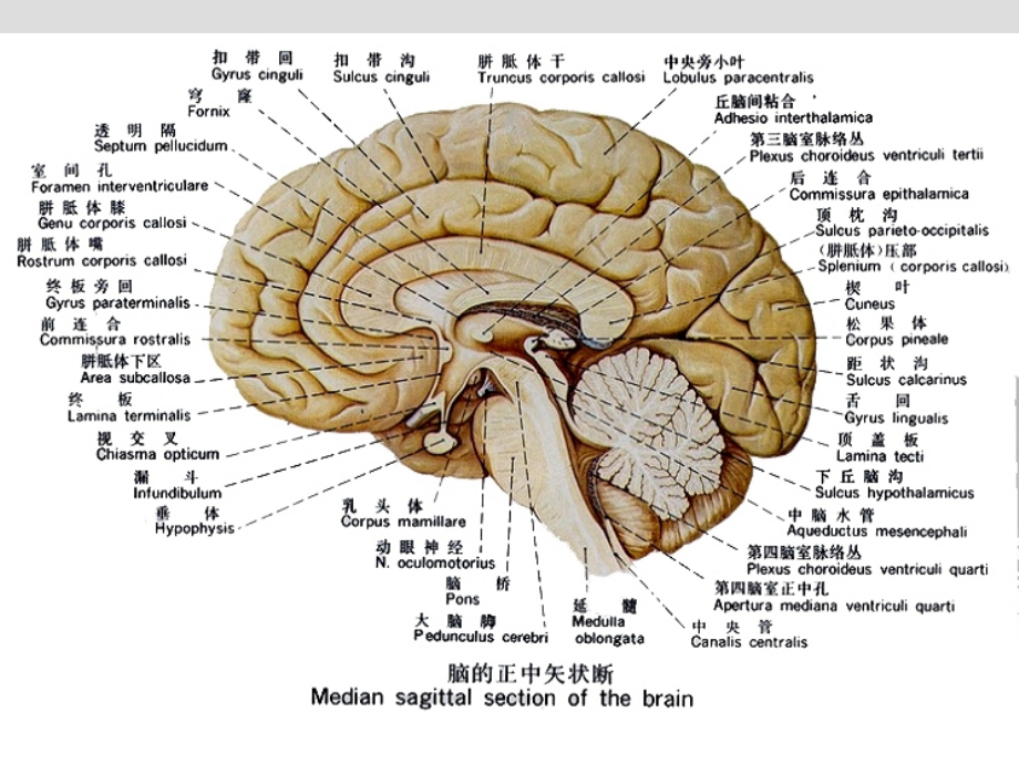 医学课件颅脑影像解剖.ppt_第2页