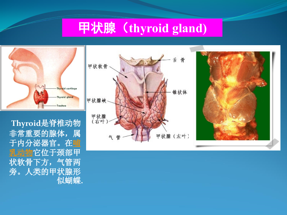 医学课件甲状腺癌术后TSH抑制治疗机理学习.ppt_第1页