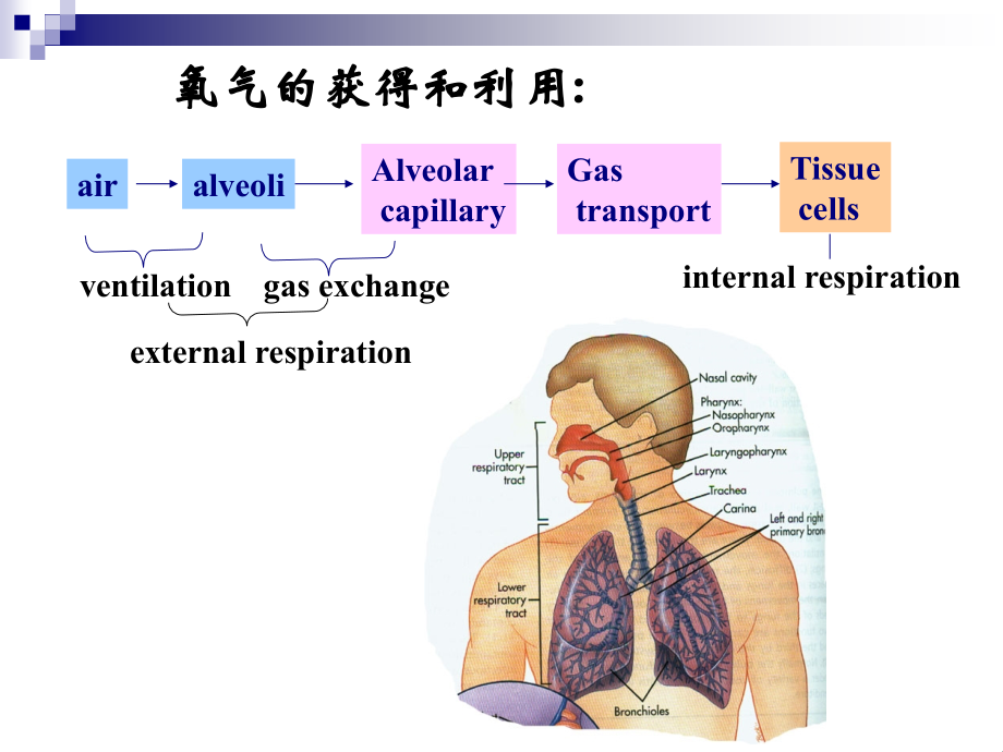 山东大学医学院病理生理学教研室(医学PPT课件).pptx_第1页