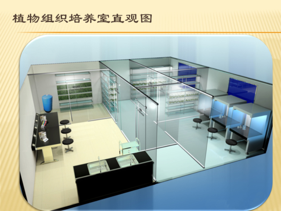 外植体和消毒.ppt_第2页