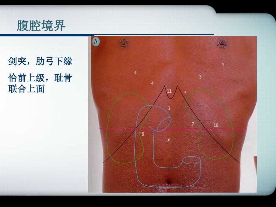 医学课件局部解剖学腹部.ppt_第1页