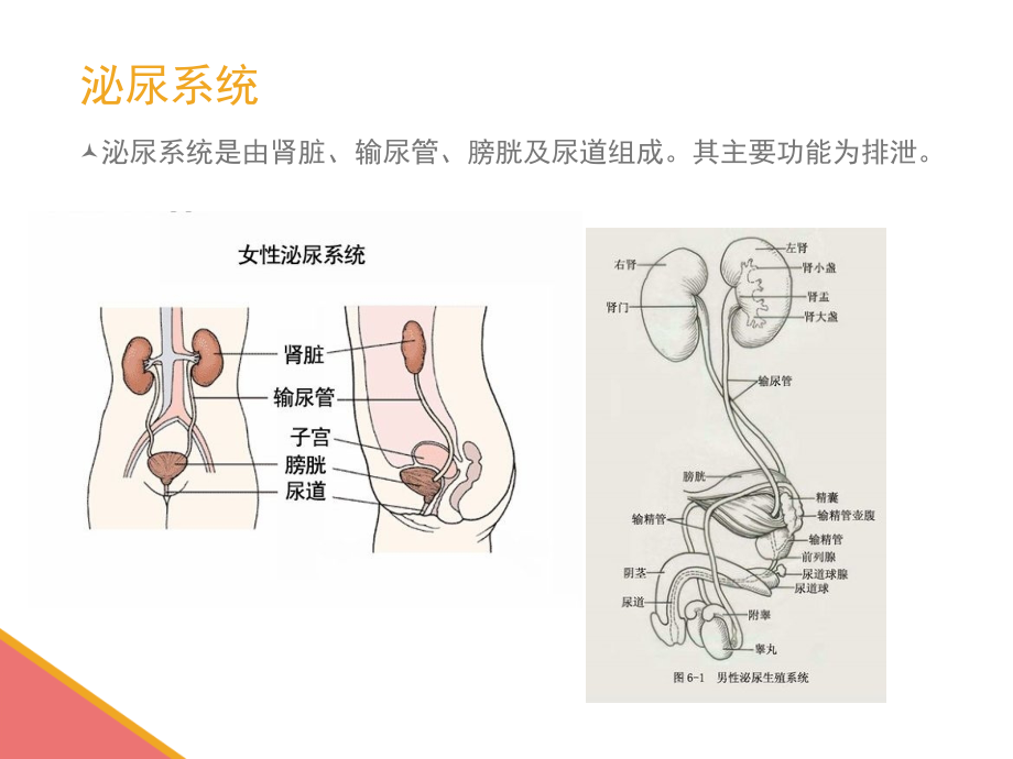 医学课件男性导尿术专业医学知识宣讲.ppt_第2页