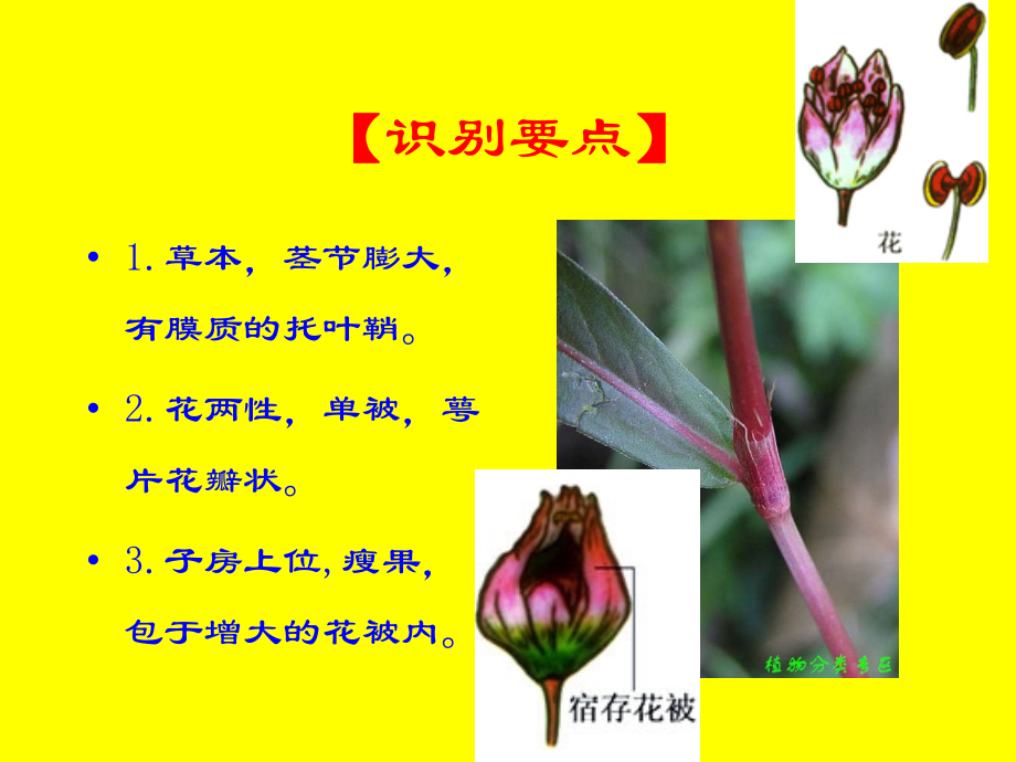 中药蓼科大黄何首乌.ppt_第2页