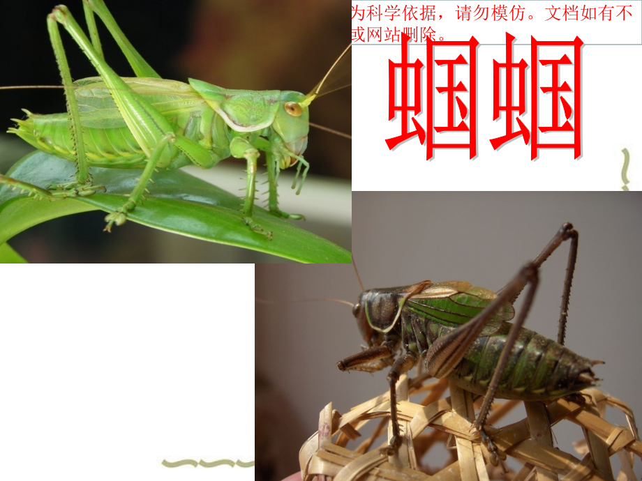 大班语言一对蝈蝈吹牛皮优质课件专业知识讲座.ppt_第2页