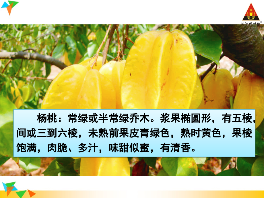 部编版二年级语文下册13-画杨桃.ppt_第2页