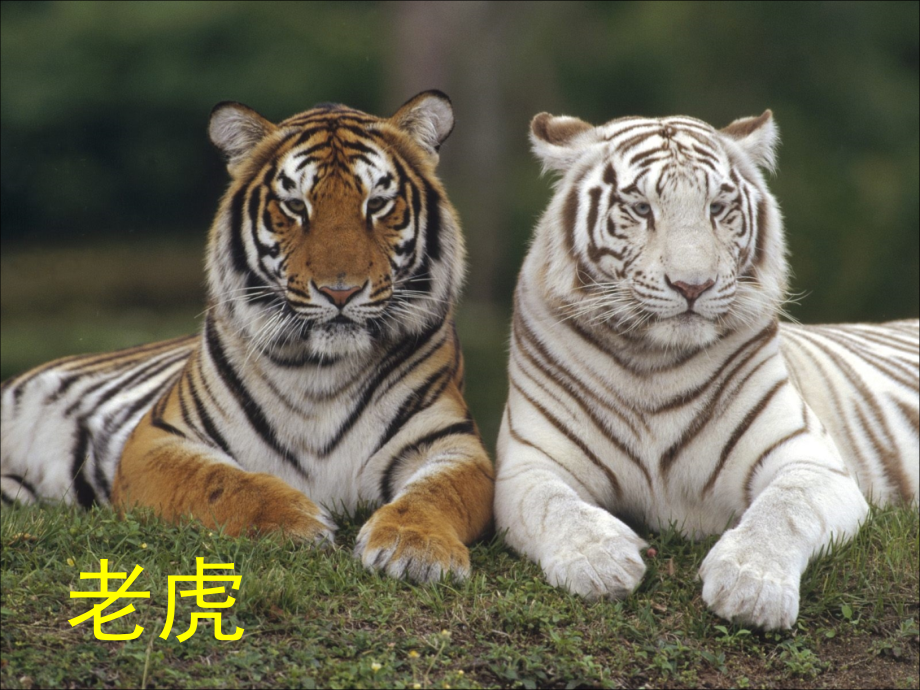 幼儿识物动物图片大全.ppt_第2页