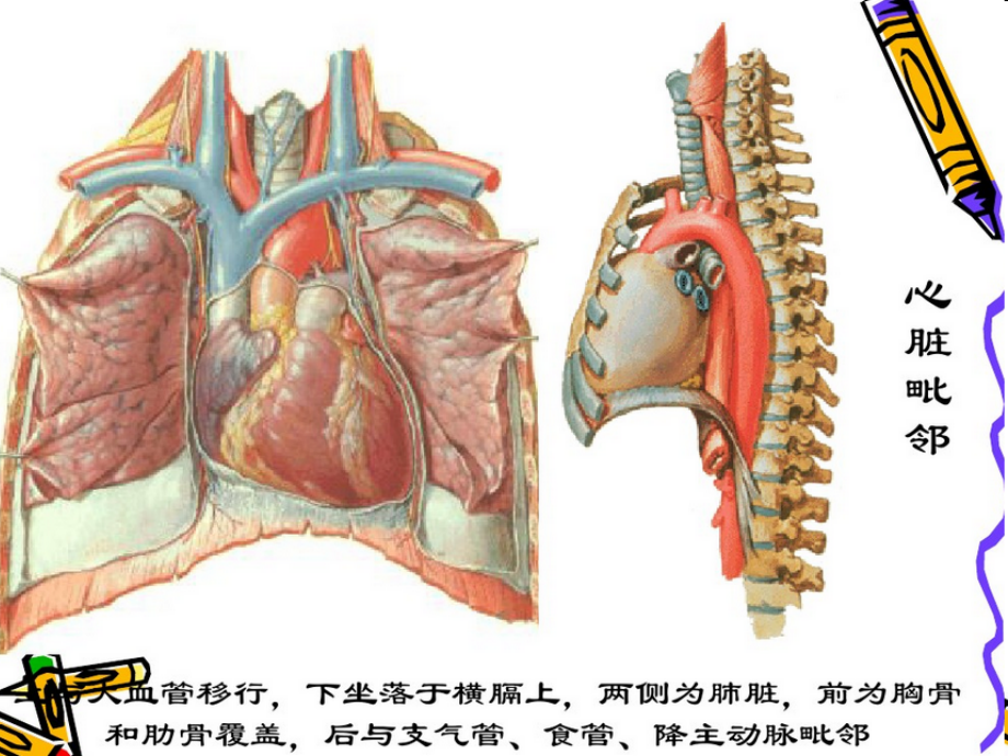 医学心脏冠脉左室节段和示意图B超图造影图和CT图的相互关系.ppt_第2页