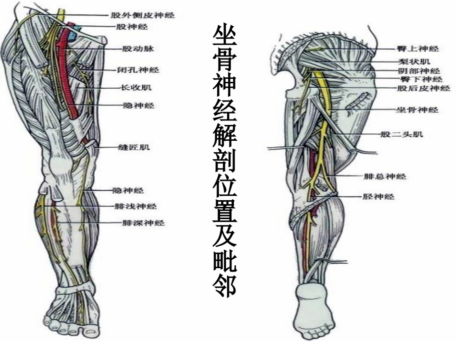 医学坐骨神经解剖专题医学知识宣讲专题.ppt_第2页