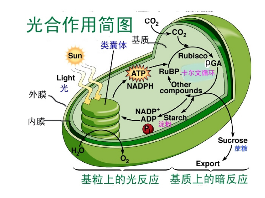 第三章光合作用--光反应-电子传递.ppt_第1页