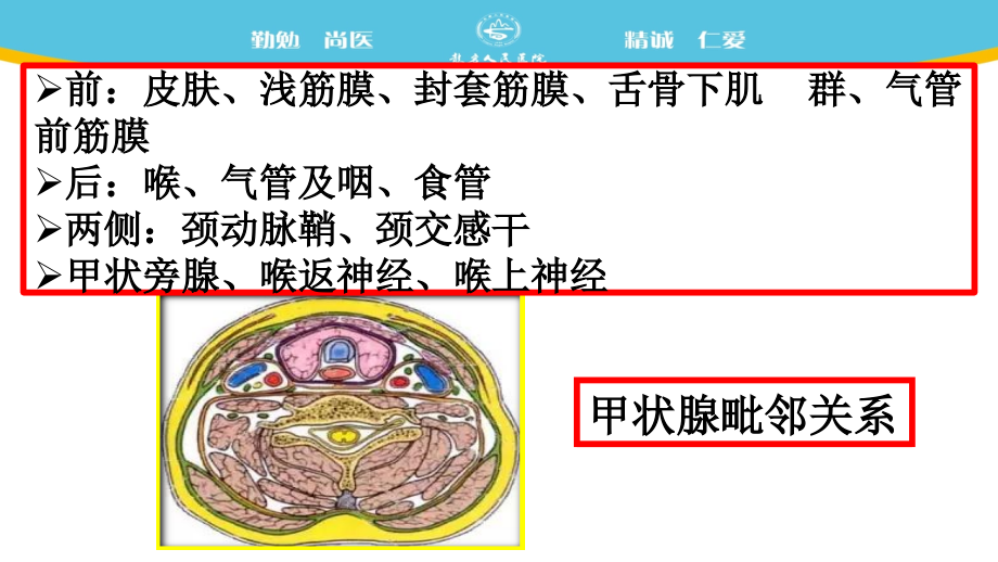 医学课件甲状腺CT诊断摘录.ppt_第2页