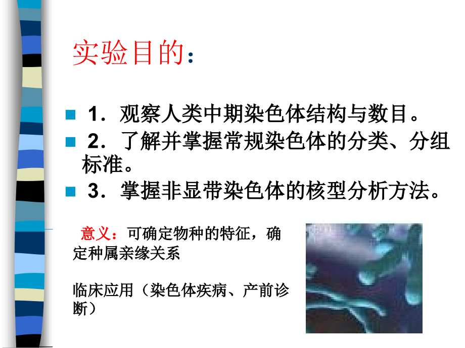 实验染色体组型分析.ppt_第2页