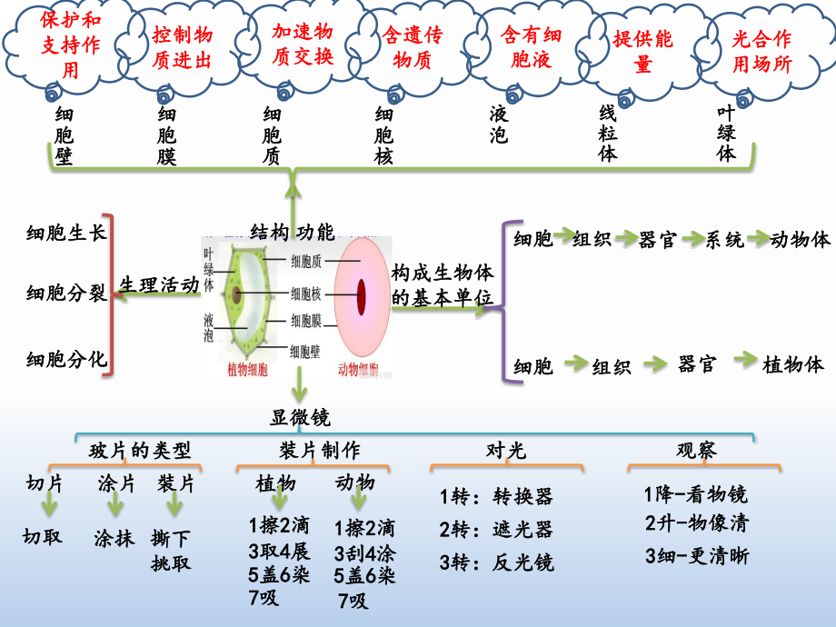 七年级上册生物第二单元导图复习.ppt_第1页