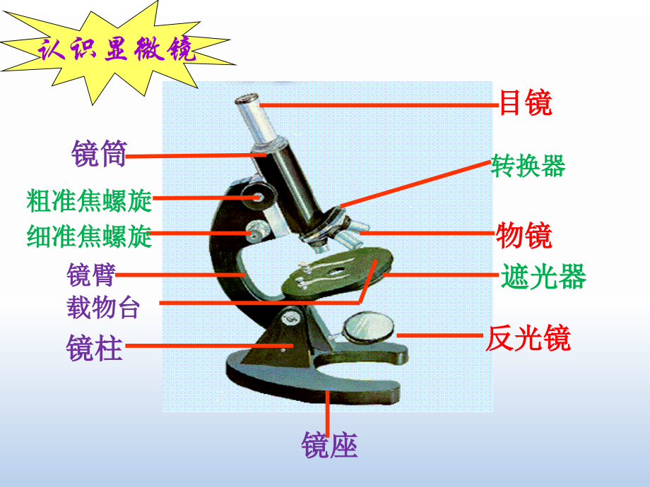 七年级上册生物第二单元导图复习.ppt_第2页