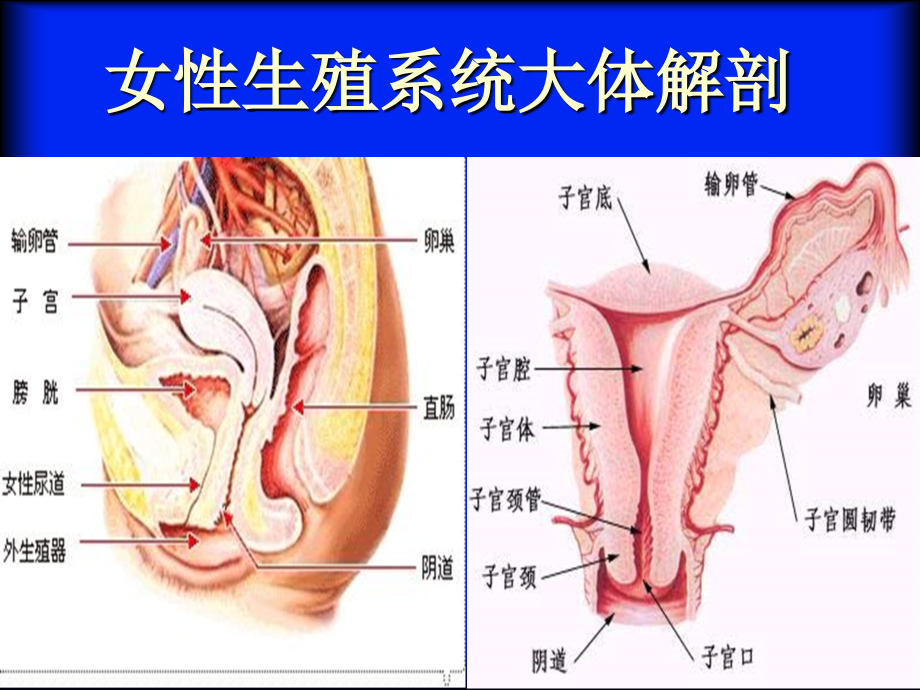 医学课件子宫腺肌症的MRI表现.ppt_第1页