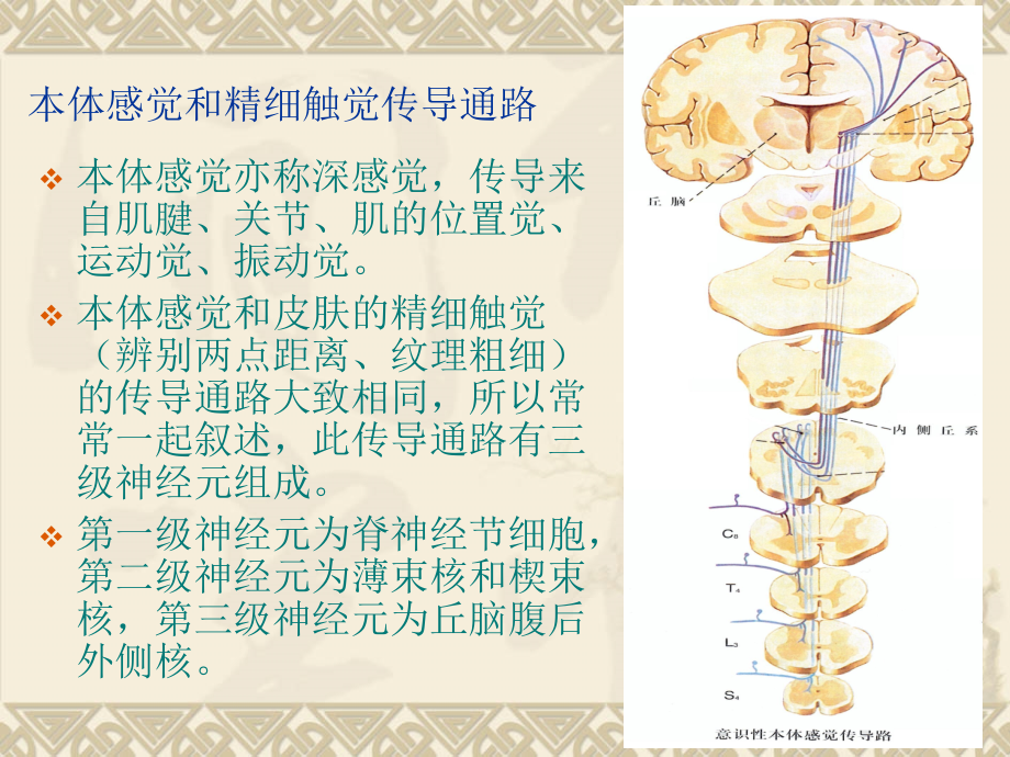 医学课件本体感觉传导通路.ppt_第1页