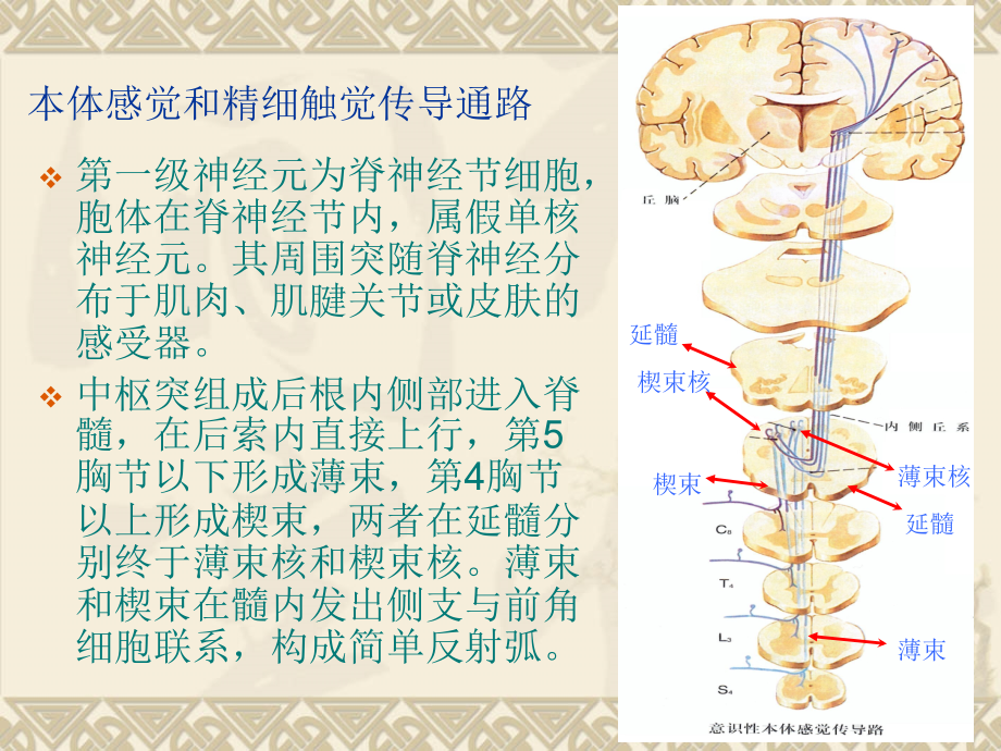 医学课件本体感觉传导通路.ppt_第2页