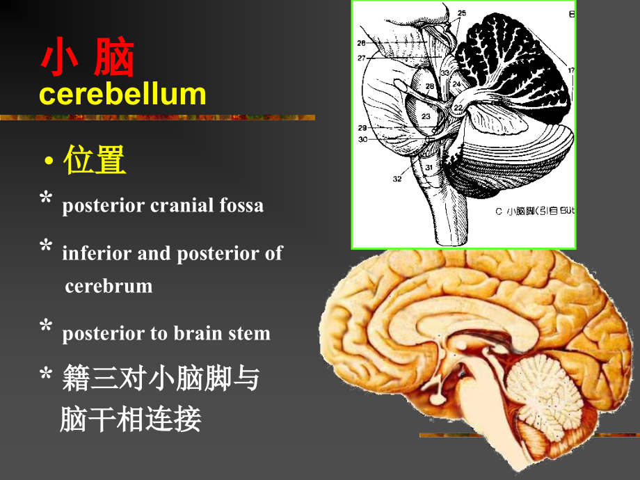 医学课件小脑血管和功能.ppt_第1页