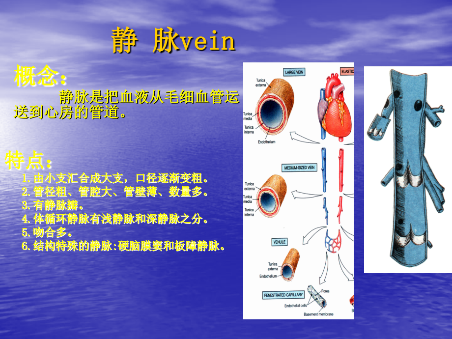 医学课件静脉解剖专业知识.ppt_第1页