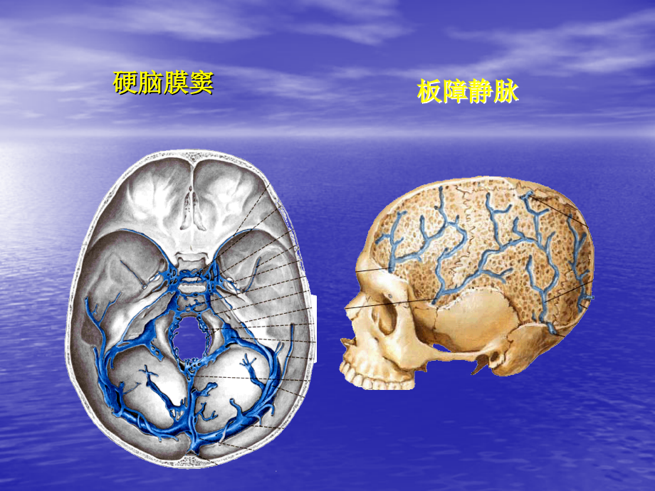 医学课件静脉解剖专业知识.ppt_第2页