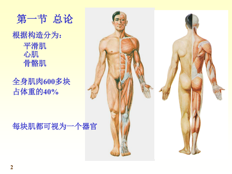 医学解剖学肌肉学专题.ppt_第2页