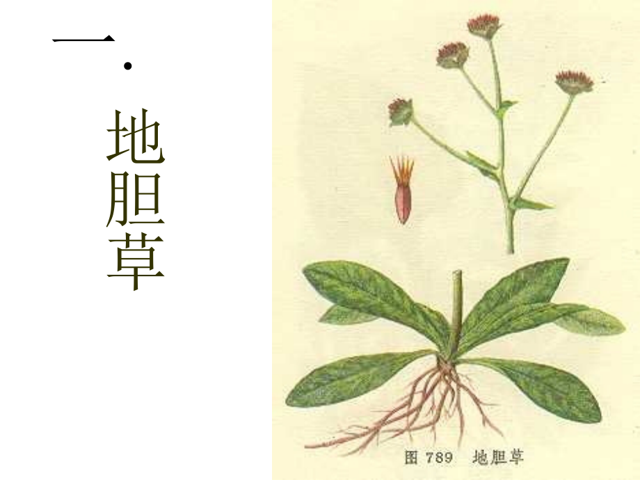 医学客家中草药专业知识讲座.ppt_第2页