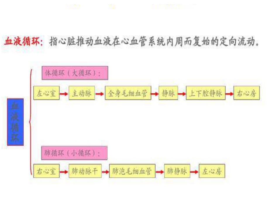 医学课件颈部血管解剖.ppt_第2页