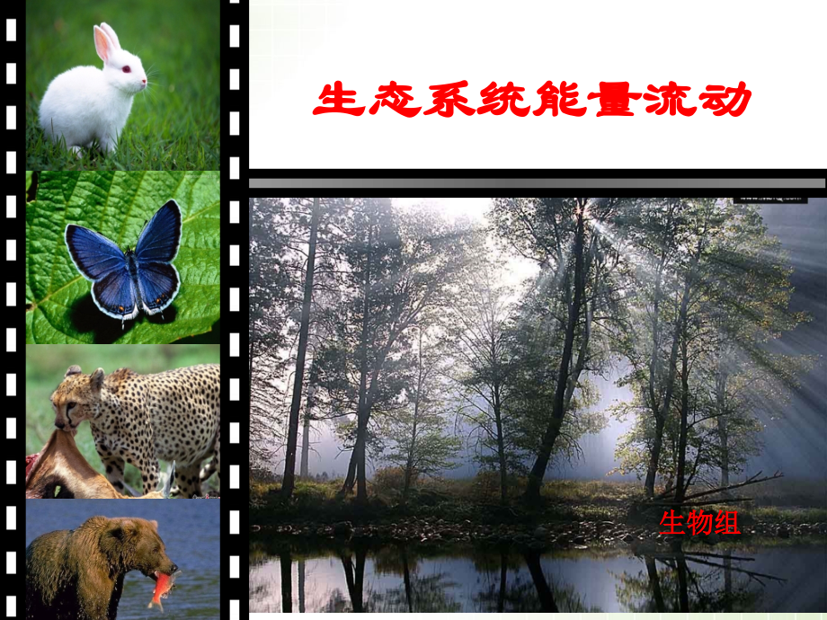 生态系统的能量流动(优质课课件).ppt_第2页