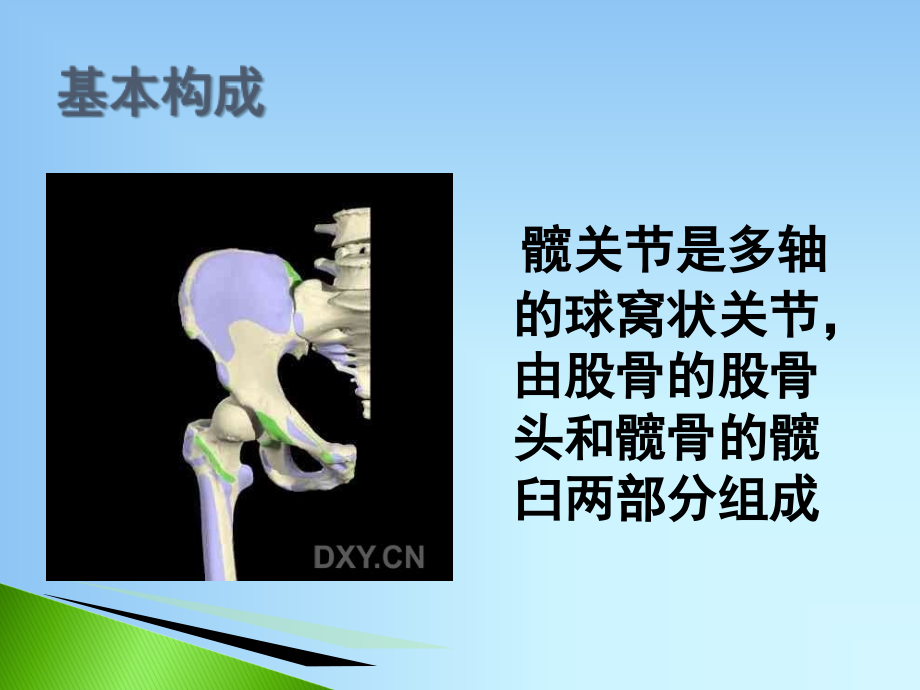 医学课件髋关节的解剖.ppt_第1页