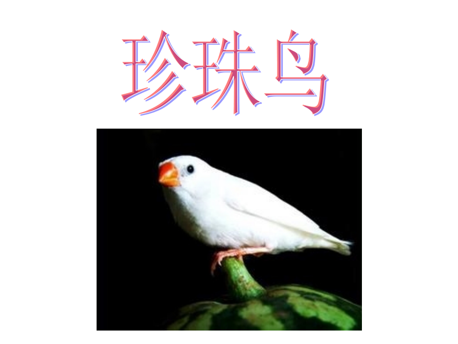 【人教版】五年级语文上册-16.珍珠鸟课件.ppt_第1页