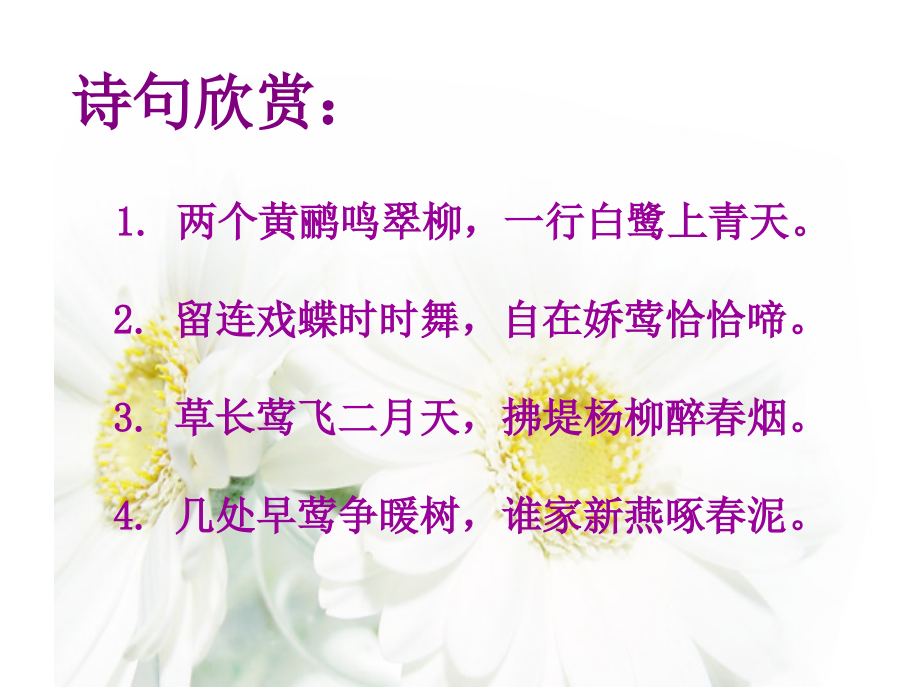 【人教版】五年级语文上册-16.珍珠鸟课件.ppt_第2页