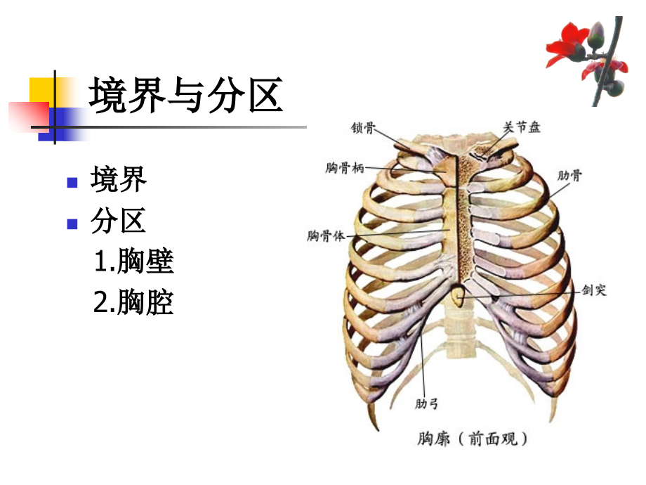医学胸腹壁讲座医学知识宣讲.ppt_第2页