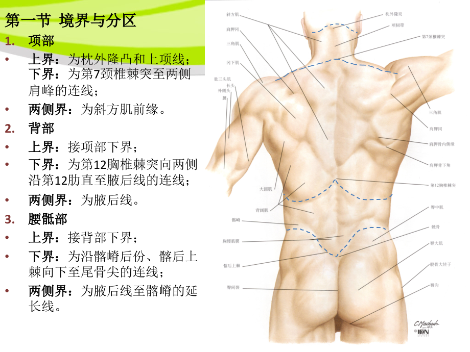 医学局部解剖学项背腰骶部专题.ppt_第2页