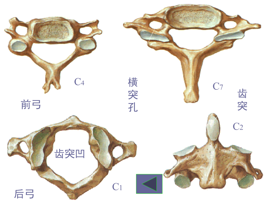 医学课件关节松动手法颈椎.ppt_第2页