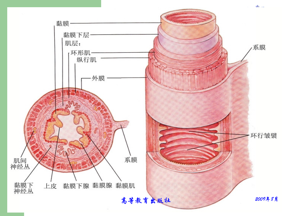 医学课件畜禽解剖生理内脏消化系统.ppt_第2页