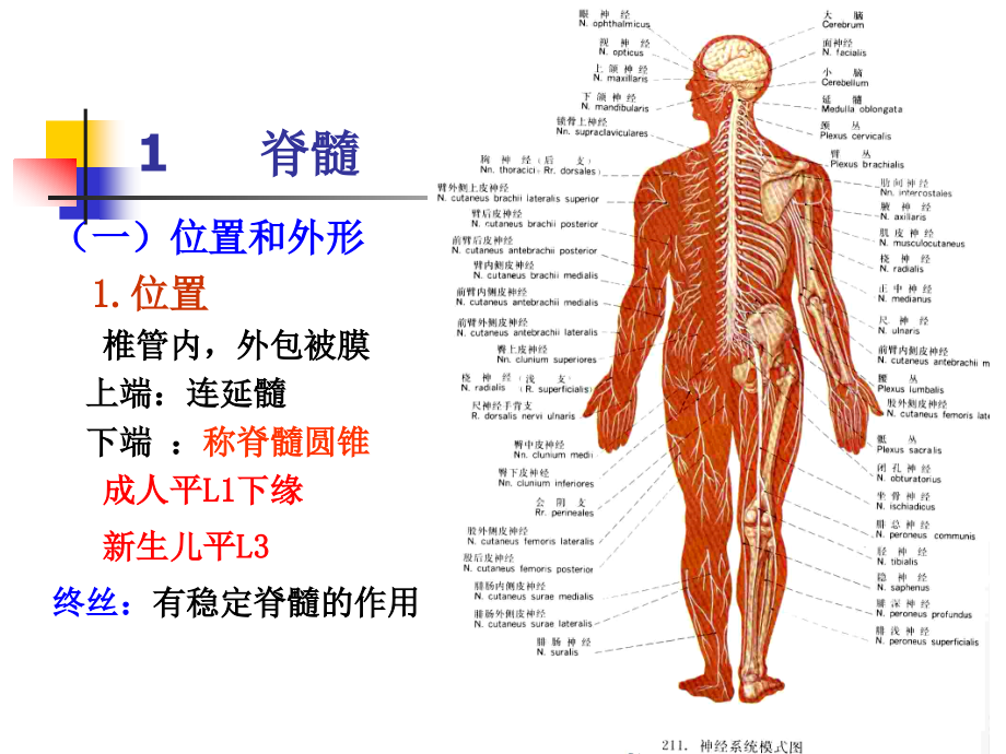 脊髓和脊神经.ppt_第2页