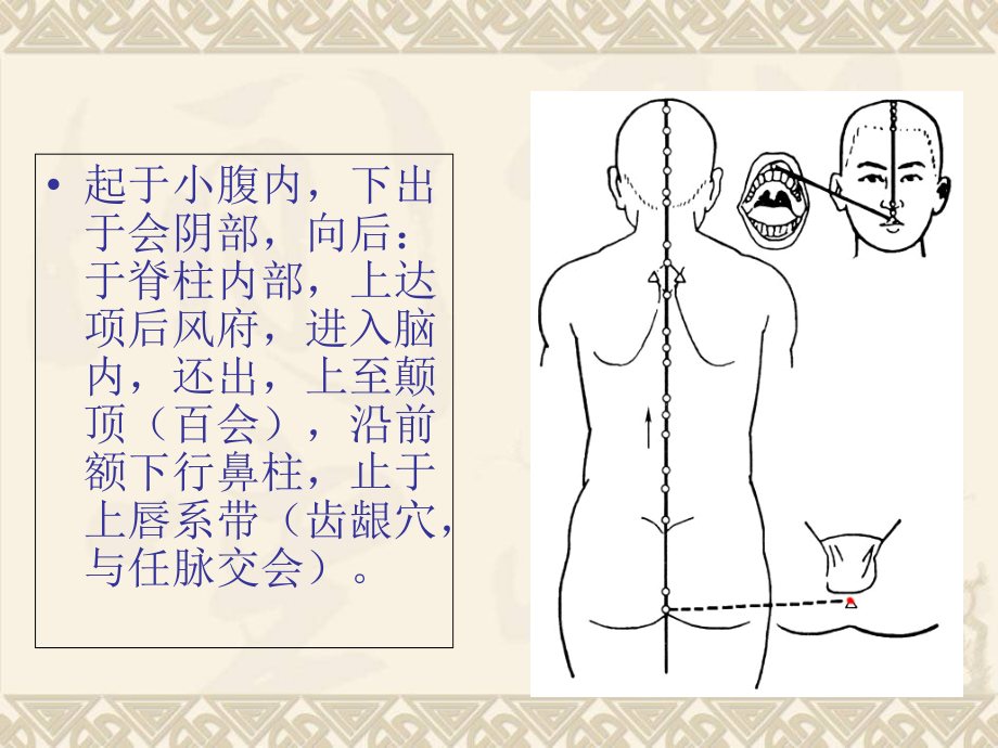 医学经络腧穴各论.ppt_第2页