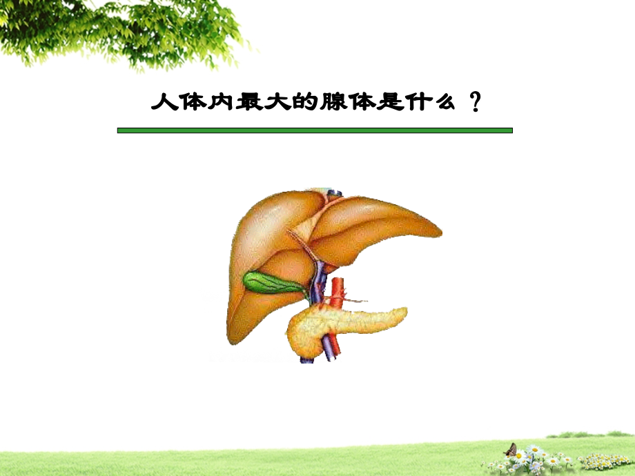 肝功能衰竭.ppt_第2页